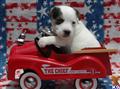 Jack Russell Terrier