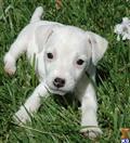 Jack Russell Terrier
