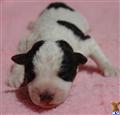 Jack Russell Terrier