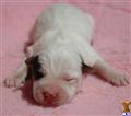 Jack Russell Terrier