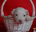 Jack Russell Terrier