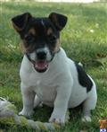 Jack Russell Terrier