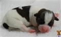 Jack Russell Terrier