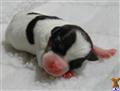 Jack Russell Terrier