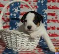 Jack Russell Terrier