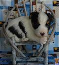 Jack Russell Terrier