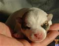 Jack Russell Terrier