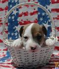 Jack Russell Terrier