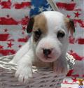 Jack Russell Terrier