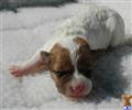 Jack Russell Terrier