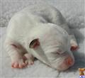 Jack Russell Terrier