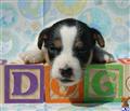 Jack Russell Terrier