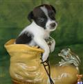 Parson Russell Terrier