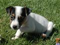Parson Russell Terrier