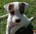 Parson Russell Terrier
