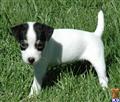 Parson Russell Terrier