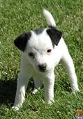 Parson Russell Terrier