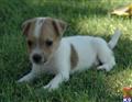 Parson Russell Terrier