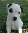 Parson Russell Terrier