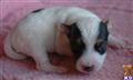 Parson Russell Terrier