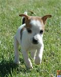 Parson Russell Terrier