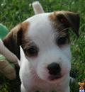Parson Russell Terrier