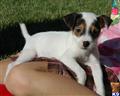 Parson Russell Terrier