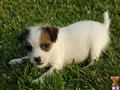 Parson Russell Terrier