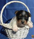 Parson Russell Terrier