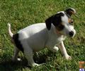 Parson Russell Terrier