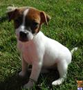 Parson Russell Terrier