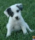 Parson Russell Terrier