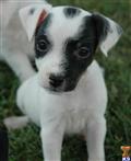 Parson Russell Terrier