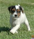 Parson Russell Terrier