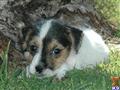 Parson Russell Terrier