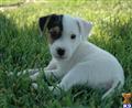 Parson Russell Terrier