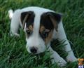 Parson Russell Terrier