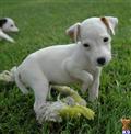 Parson Russell Terrier