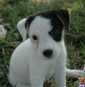 Parson Russell Terrier