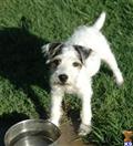 Parson Russell Terrier