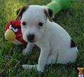 Parson Russell Terrier