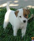 Parson Russell Terrier