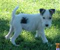 Parson Russell Terrier