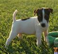 Parson Russell Terrier