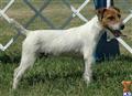 Parson Russell Terrier