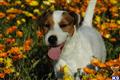 Parson Russell Terrier