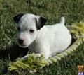 Parson Russell Terrier