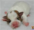 Parson Russell Terrier
