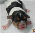 Parson Russell Terrier