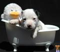 Parson Russell Terrier